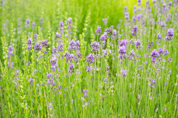 Fototapeta premium Lavender blossoms in nature
