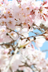 Cherry blossoms