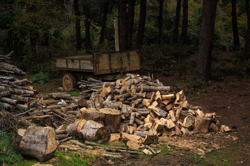 heap of lumber in forest and wait to be loaded  to the tractor
