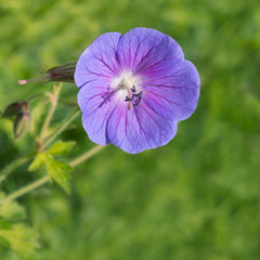 Blue Geranium flower in nature