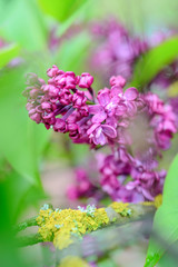 Blurred spring background with purple lilak flowers on green