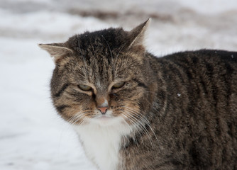 fat cat's contented muzzle