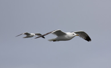 Fototapeta na wymiar flying seagulls, wings intersect like X