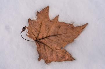 Leaf and snow 