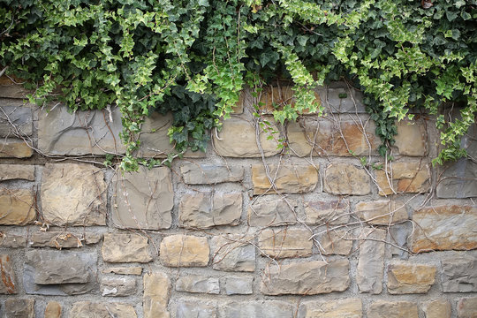 Bindweed climbing up stone wall