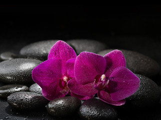 Fototapeta na wymiar Two purple orchids on wet black stones. Spa concept. LaStone Therapy