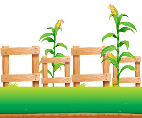 Seamless background with corn and fence