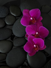 Three orchids lying on black stones. Viewed from above. Spa concept. LaStone Therapy