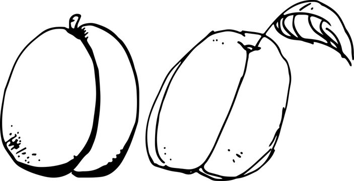 Apricot. Vector illustration