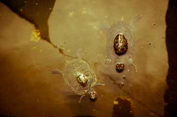 two turtles swimming