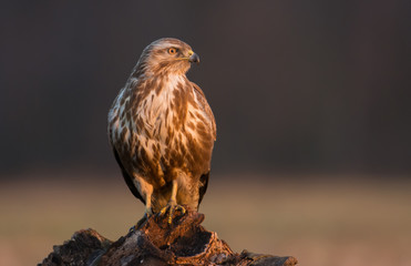 Common buzzard (Buteo buteo)