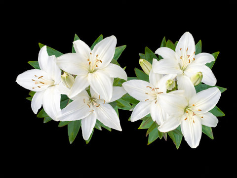 White Lily  flowers