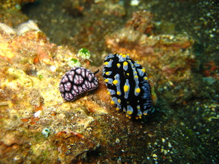 Nacktschnecke