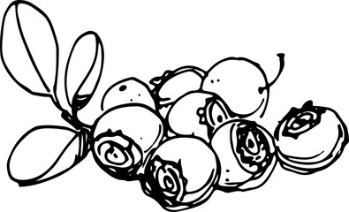 Blueberry. Vector illustration