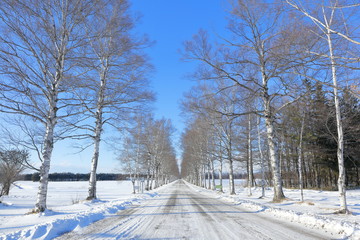 Obraz premium 冬の北海道 白樺並木 Winter of Hokkaido Japan Birch tree lined