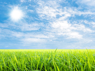 rice field and blue sky