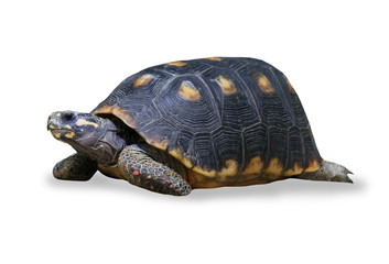 Fototapeta premium spur-thighed turtle isolated over white