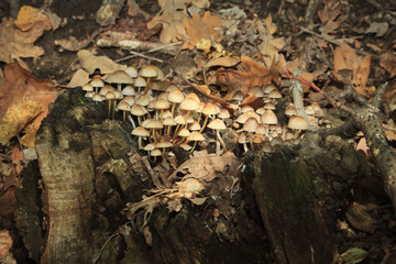 A lot of mushrooms in the forest