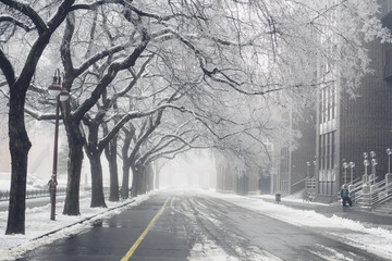 Empty street with bicycle lane markings bordered with bare trees covered in frost on winter morning - Powered by Adobe