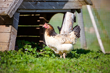 chicken outdoors in summer