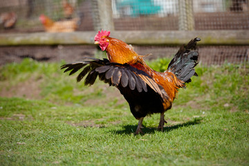 rooster flapping wings