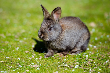 adorable baby rabbit on grass