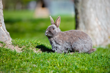 grey rabbit outdoors in summer