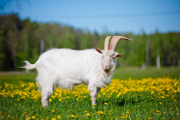 Obraz premium white goat standing on a dandelion field