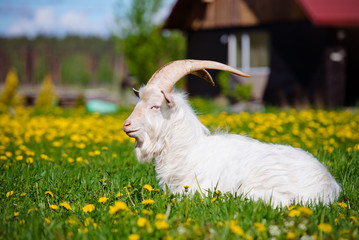 white goat resting on a field