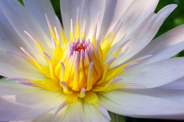 lotus pollen