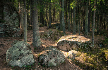 sunny day in a pine forest
