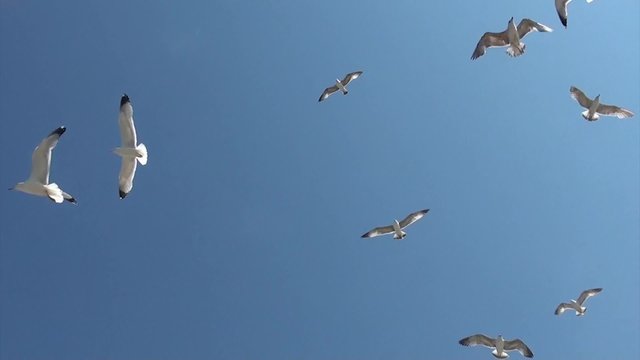 Seagulls attacking from above