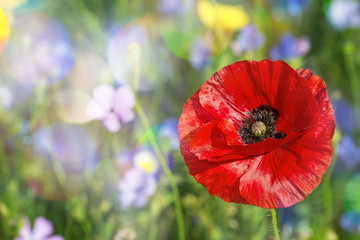 summer meadow with red poppy