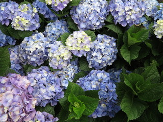 Blue Purple Hydrangea 