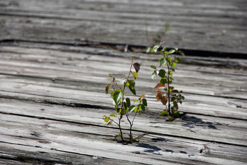 young birch sprouts on aged wood background