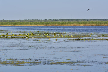 Waterlilies  landscape in Romania