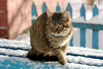 Cat on the snow-covered bench.