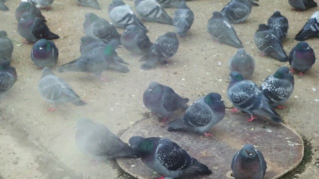 Pigeons in cold weather. Pigeons eating bread on city street
