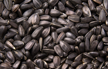 background sunflower seeds