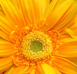 core flower gerbera