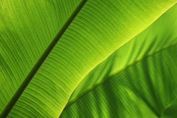 Tropical Leaf