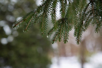 Odwilż   © Piotr Gołębniak