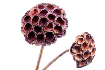 dry lotus pod isolated on white background