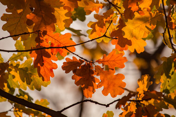 Jesienne liście dębu © Piotr Gołębniak