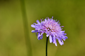 mountain flowers