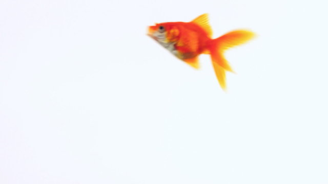 The gold fish swims in the water. On a white background 