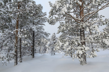 Pine forest after snowstorm