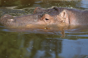 Hippo