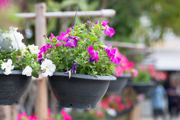 flower in pot for decoration.