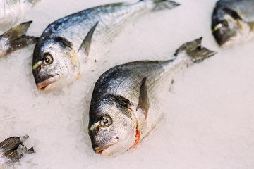 Fresh fish Dorado on ice on market store shop.